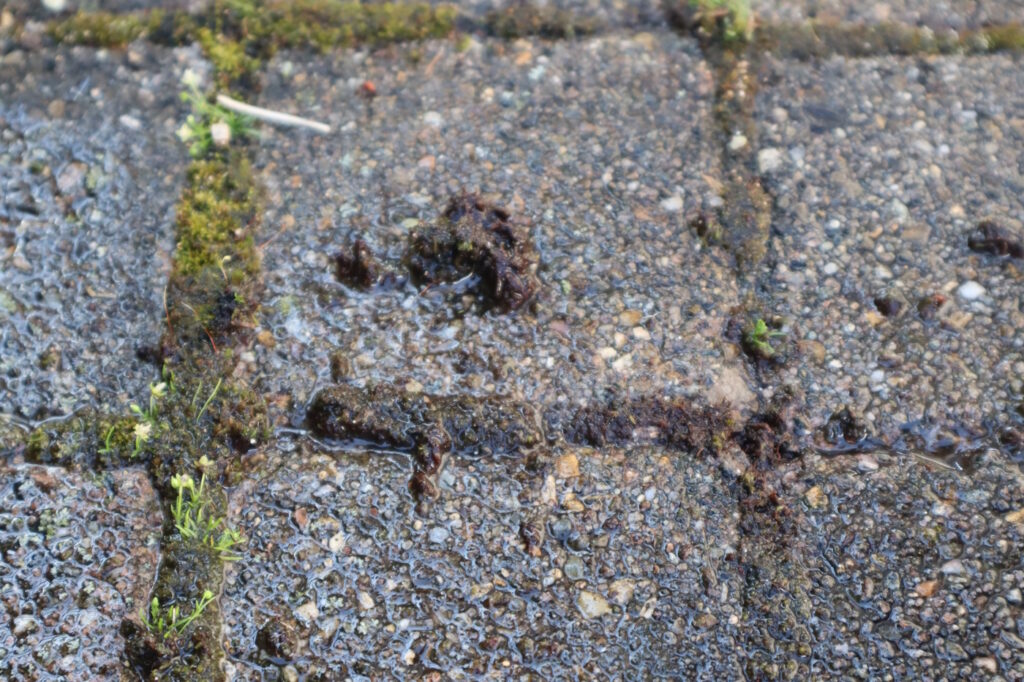 Das Foto zeigt nasse Steinplatten. In den Steinzwischenräumen befindet sich Moos. Außerdem liegen nasse Moosklumpen auf den Steinen