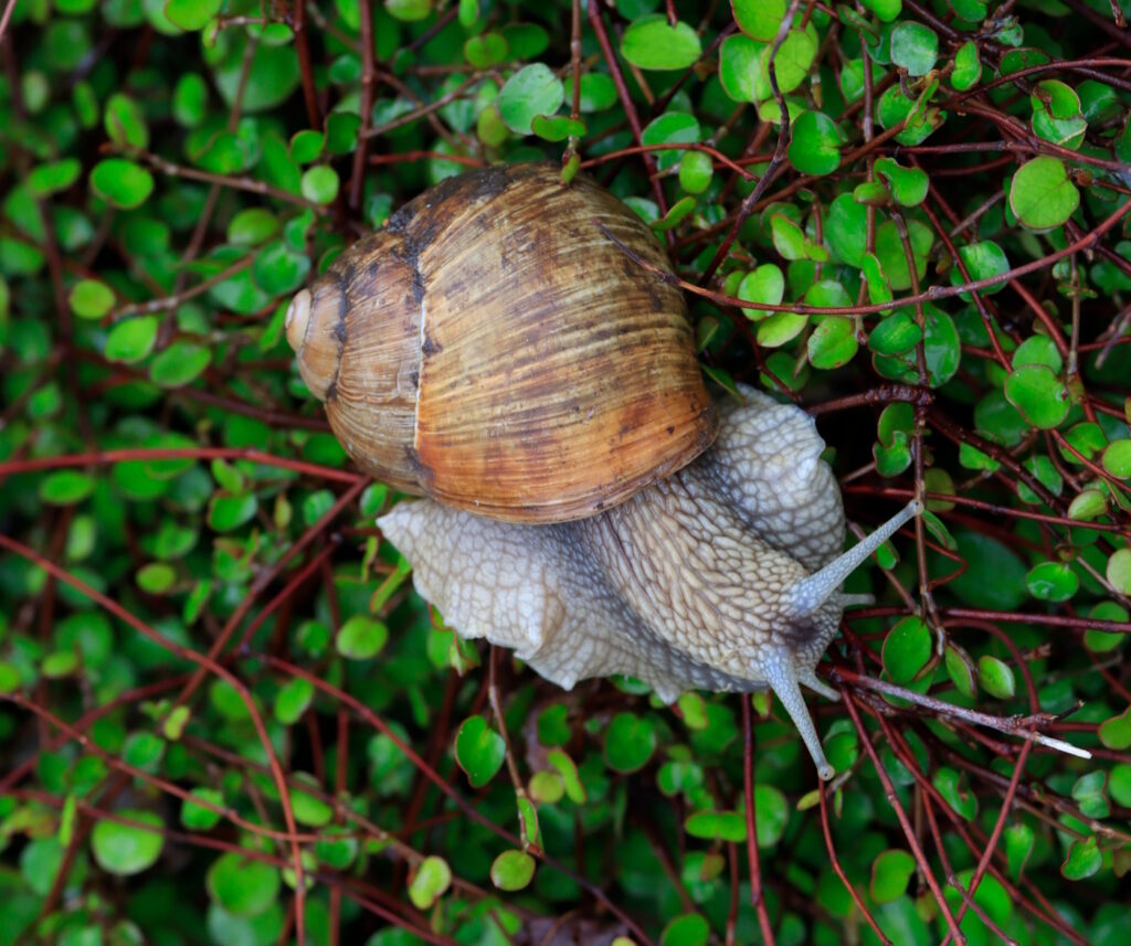 Das Foto zeigt eine Weinbergschnecke im Gebüsch