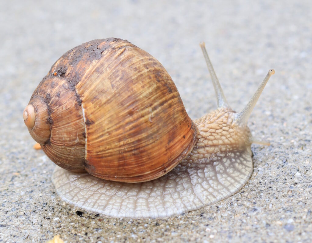 Das Foto zeigt die einzelnen Windungen vom Schneckenhaus der Weinbergschnecke