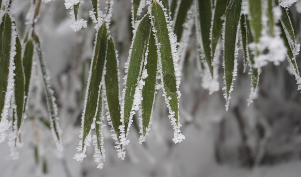 Das Foto zeigt Bambusblätter, die mit Schnee bedeckt sind