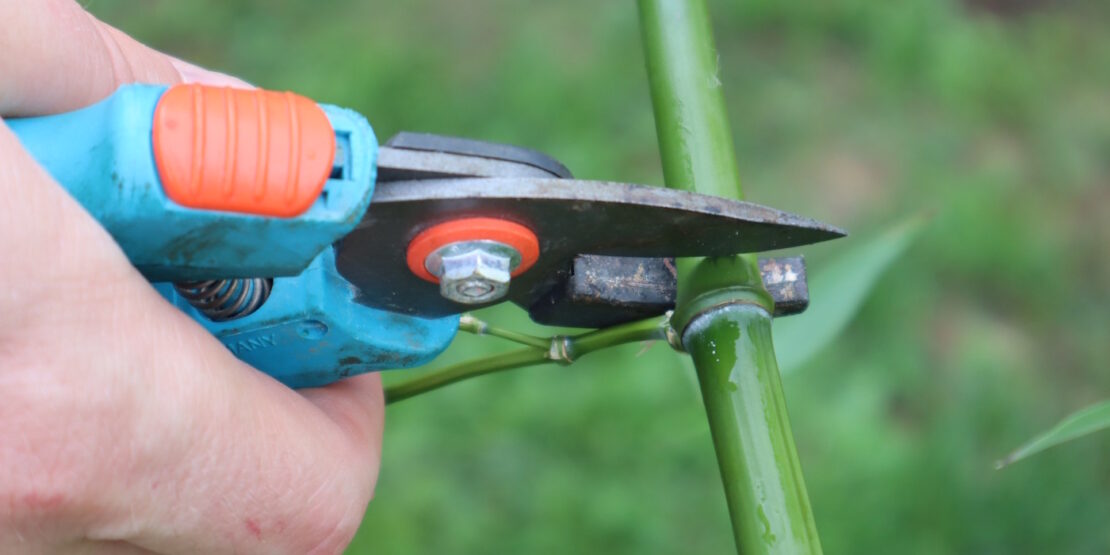 Das Foto zeigt wie ein Bambushalm mit einer Gartenschere abgeschnitten wird