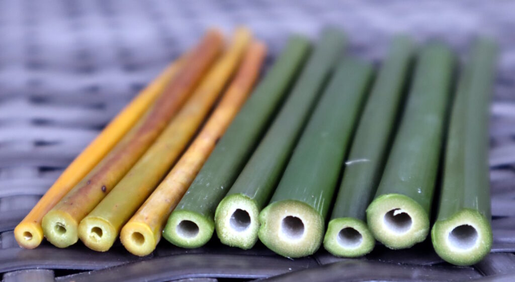 Das Foto zeigt abgeschnitte en Bambushalme