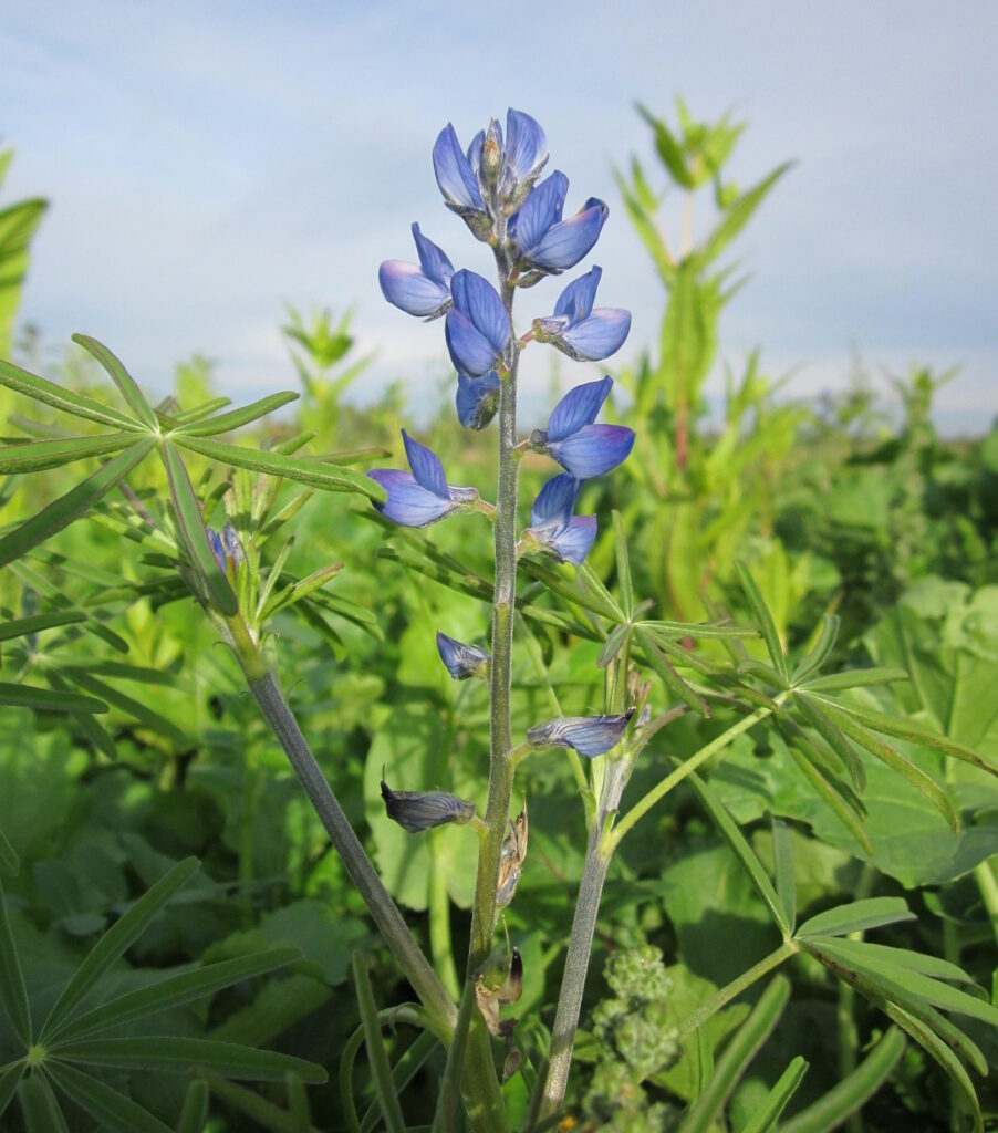 Das Foto zeigt eine Bitterlupine