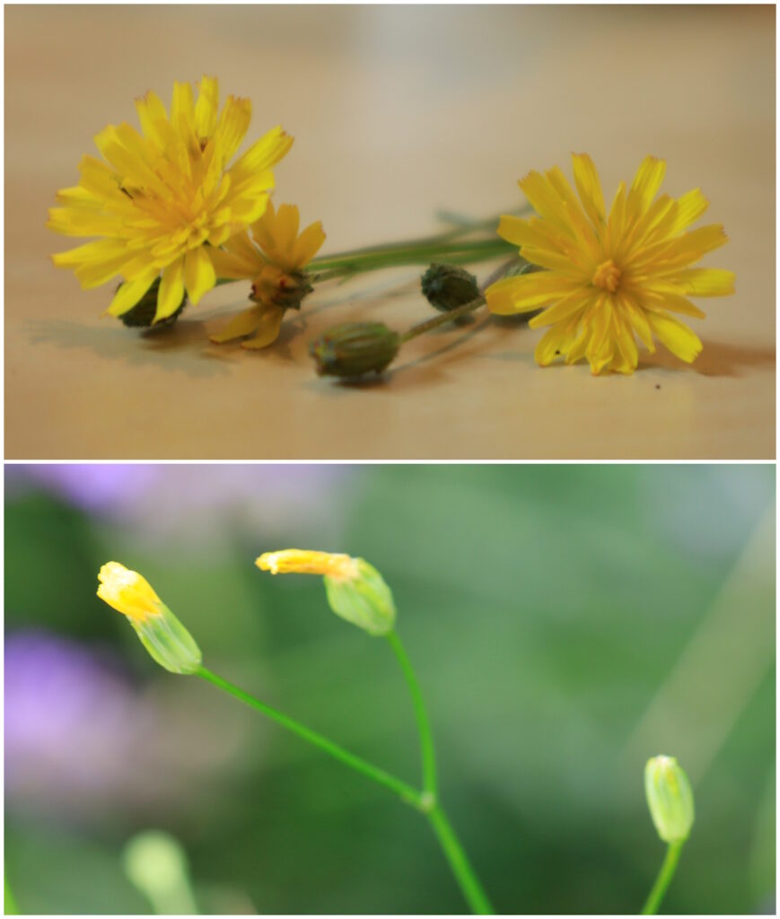 Das Foto zeigt die Blüte vom Rainkohl
