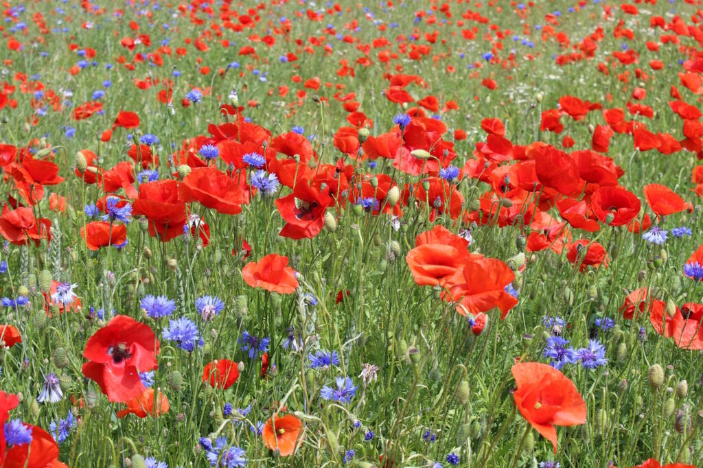 Das Foto zeigt Kornblumen und Mohnblumen