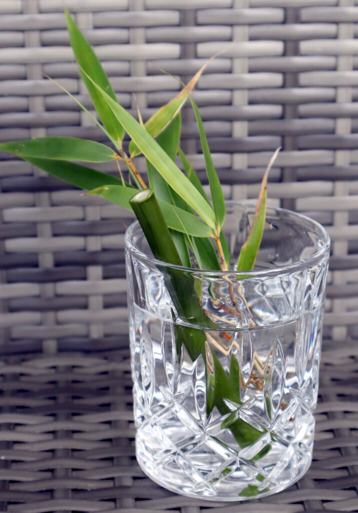 Das Foto zeigt ein Glas Wasser in dem ein Bambushalm und Bambusblätter stecken