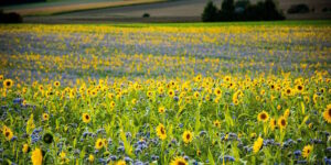 Das Foto zeigt ein Feld mit Sonnenblumen und Phacelia