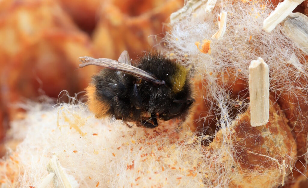 Das Foto zeigt eine gestorbene Hummel