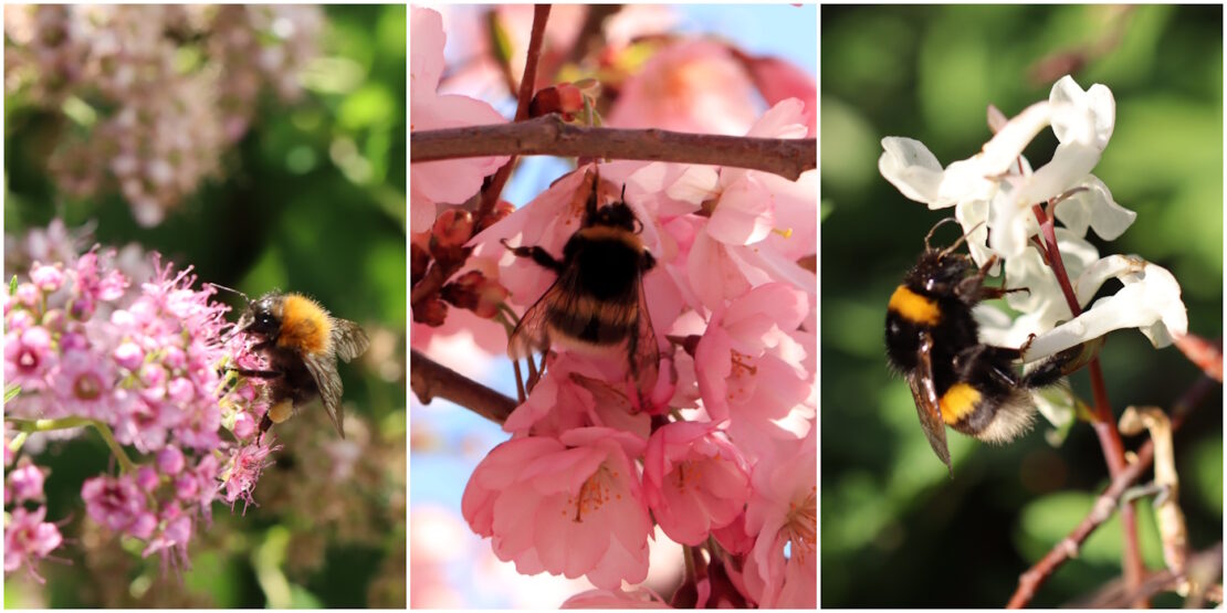 Das Foto zeigt verschiedene Hummeln beim Nektarsaugen in Blüten