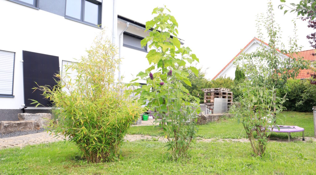 Das Foto zeigt eine Bambuspflanze im Garten neben anderen Büschen
