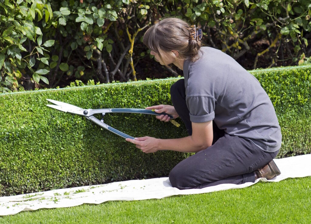 Das Foto zeigt eine Frau, die mit einer Japanschere eine Hecke schneidet