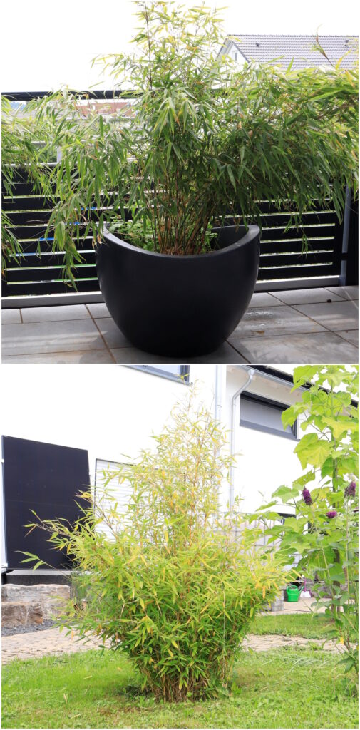 Das Foto zeigt einen Bambus im Kübel und einen Bambus im Garten