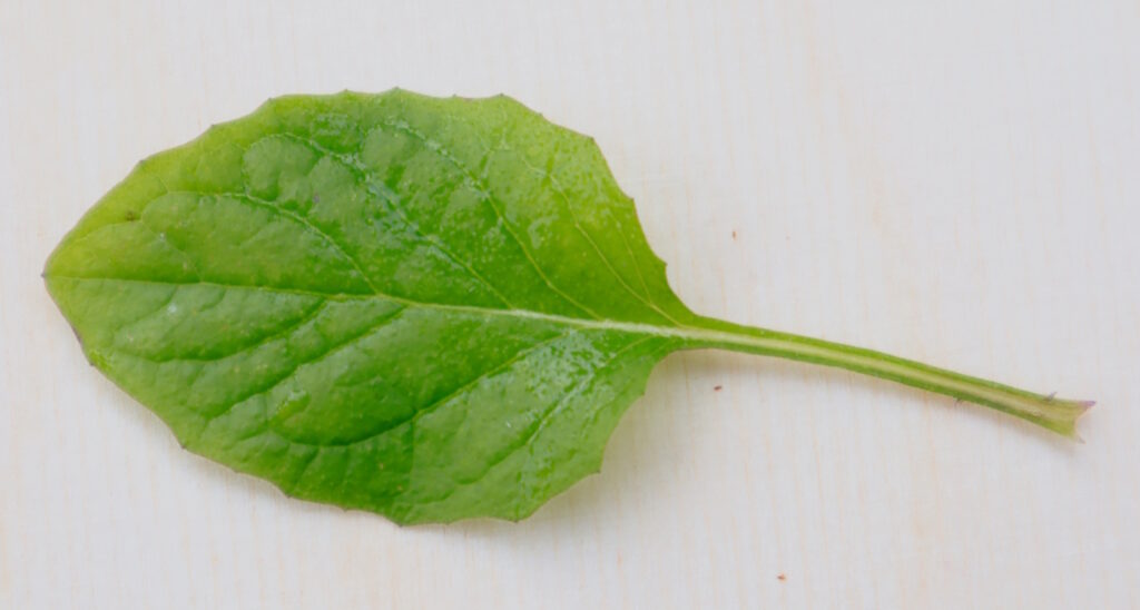 Das Foto zeigt eine Nahaufnahme vom Rainkohl-Blatt