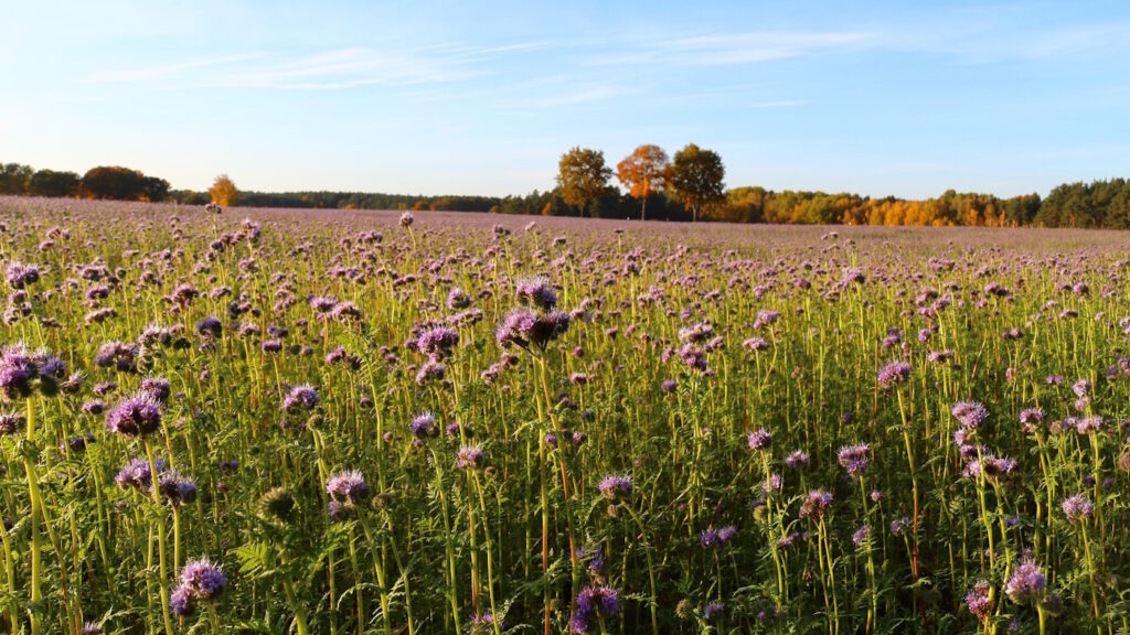 Das Foto zeigt ein Feld mit Phacelia