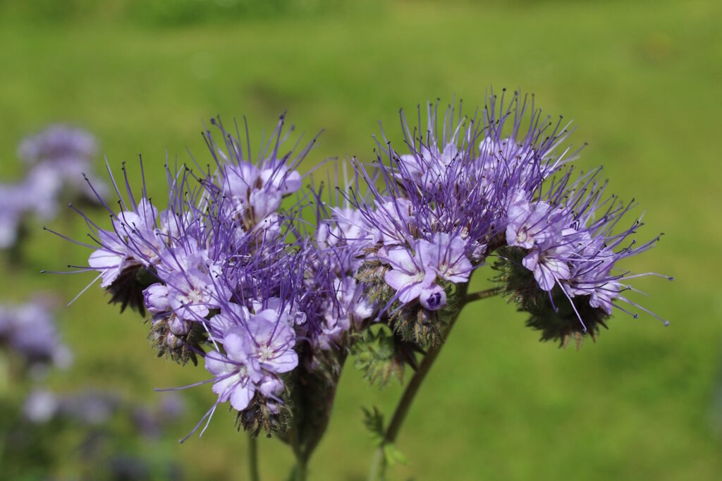 Das Foto zeigt eine Phacelia