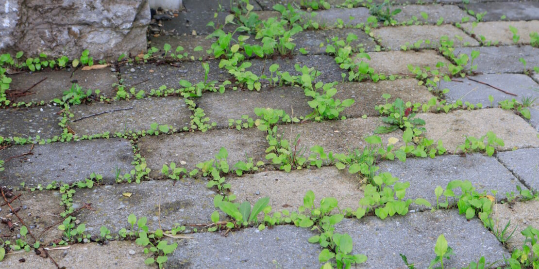 Das Foto zeigt Rainkohl in den Fugen zwischen Pflastersteinen