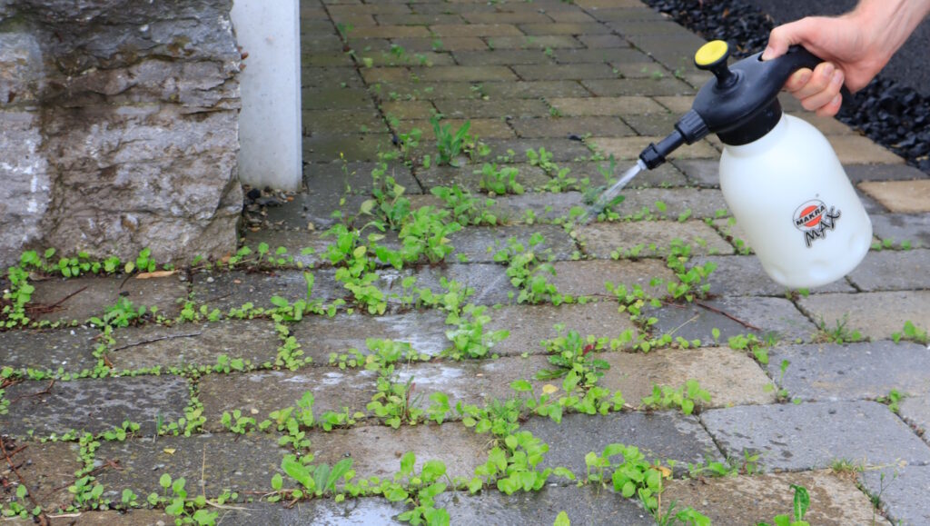 Das Foto zeigt wie eine Flüssigkeit auf Rainkohl gesprüht wird