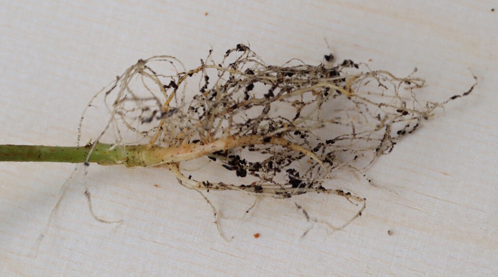 Das Foto zeigt die Wurzel vom Rainkohl