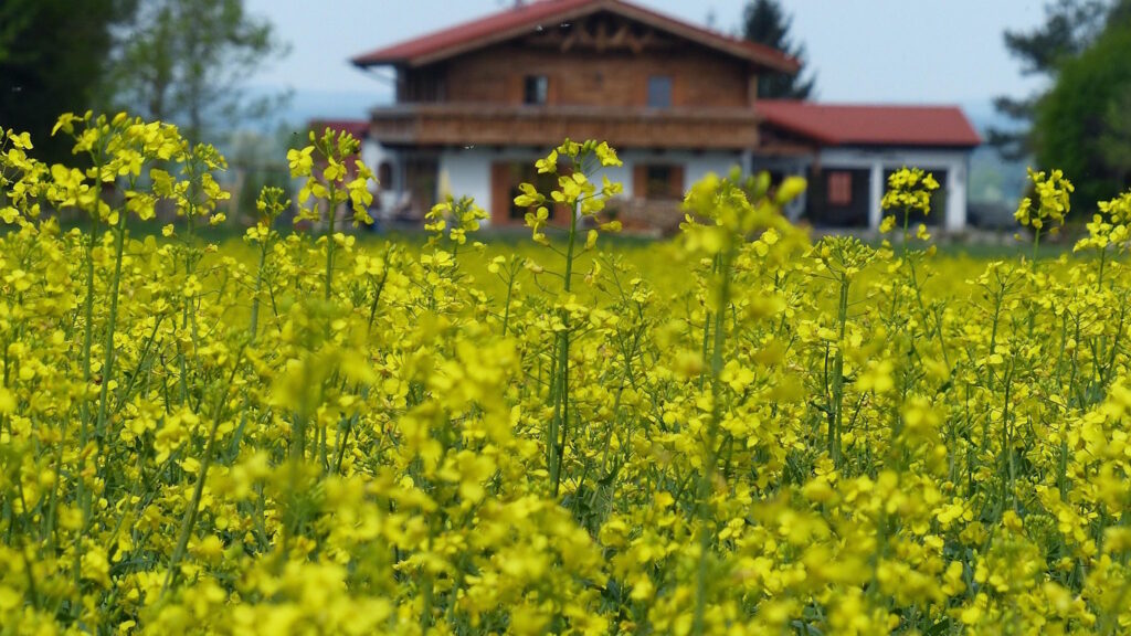 Das Foto zeigt ein Rapsfeld vor einem Haus