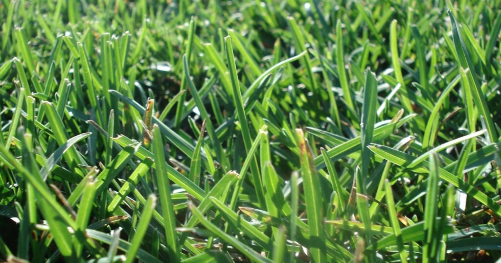 Das Foto zeigt grünes Gras