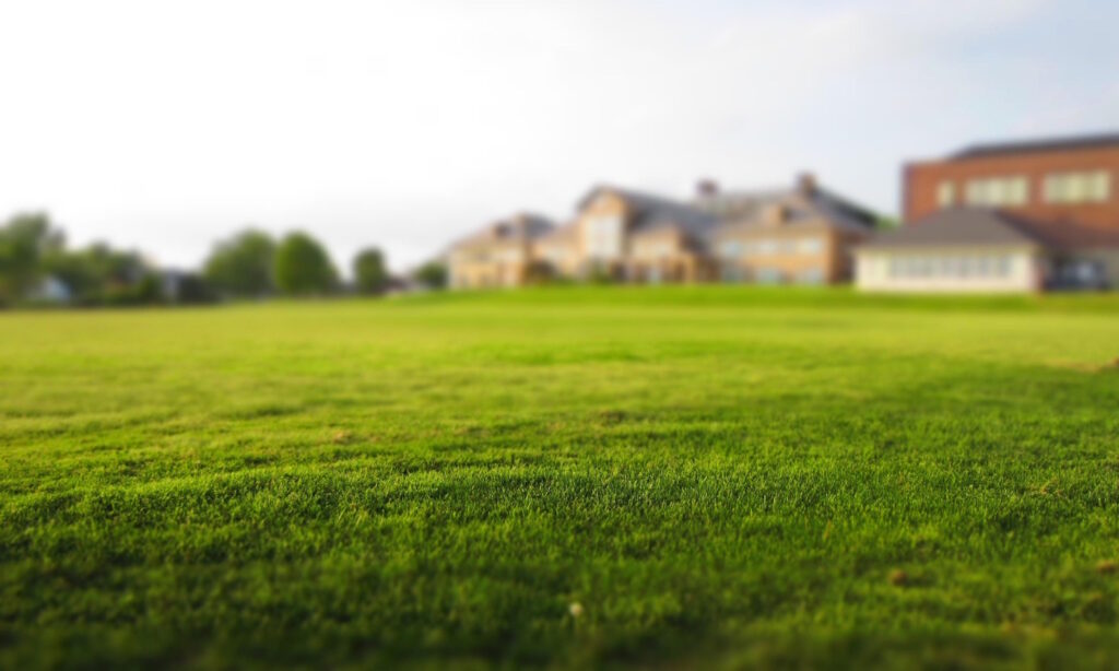 Das Foto zeigt eine grüne Wiese und im Hintergrund ein Haus
