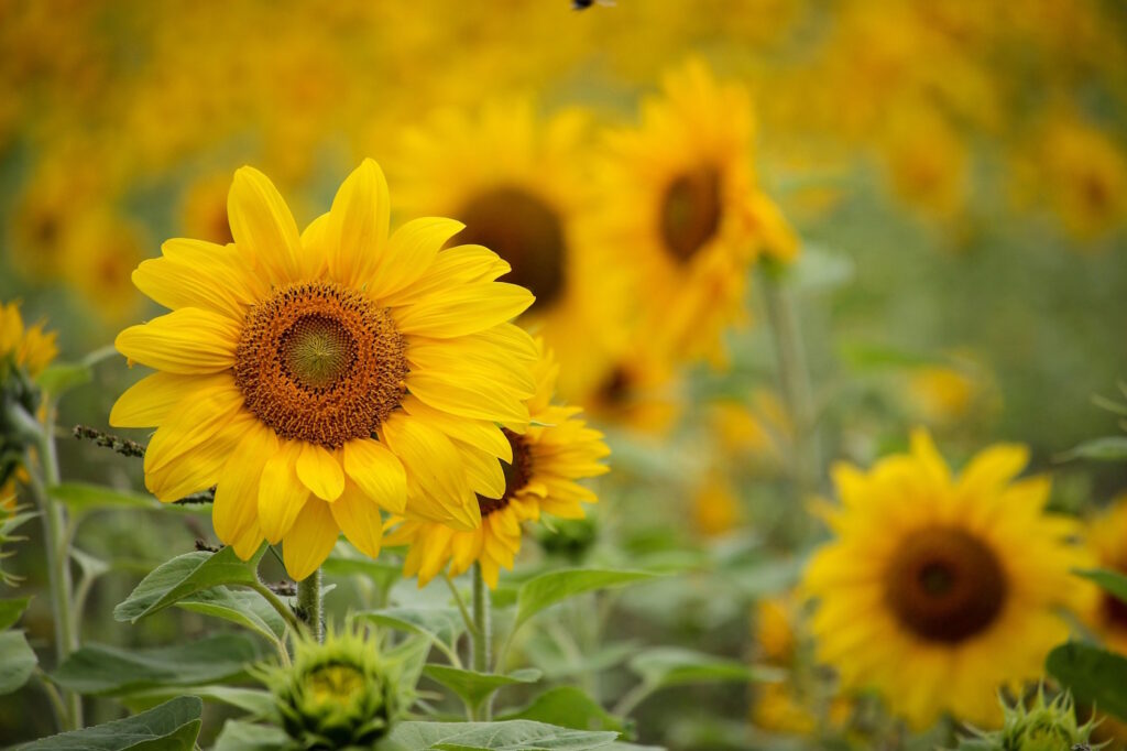 Das Foto zeigt eine blühende Sonnenblume und mehrere Sonnenblumen im Hintergrund