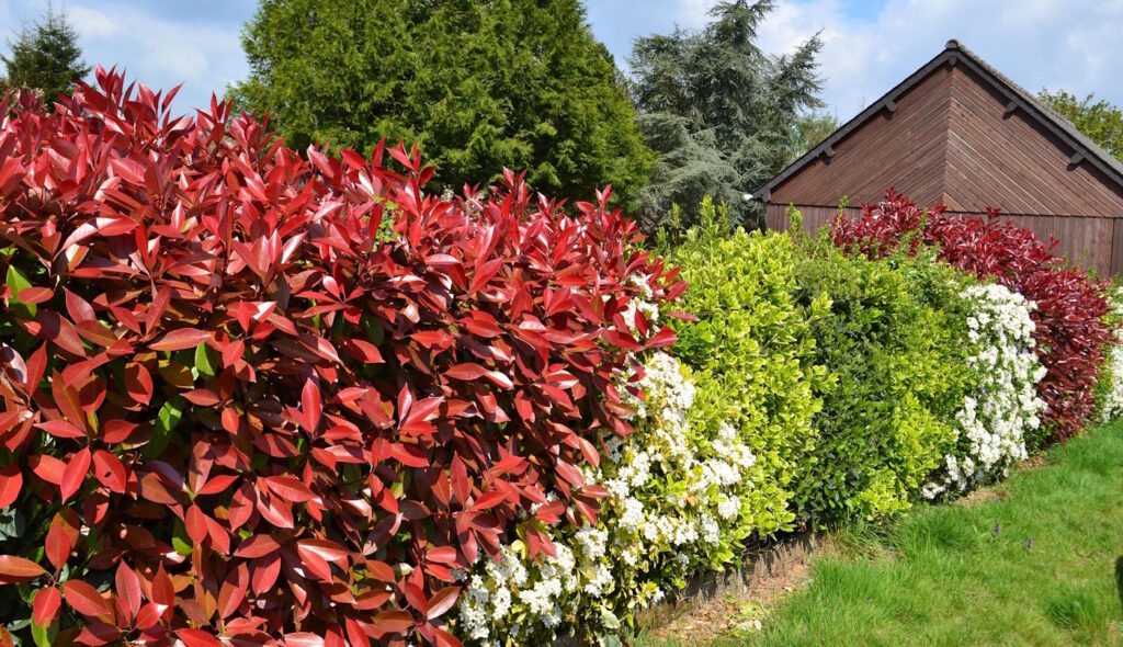 Das Foto zeigt eine Hecke die aus unterschiedlichen Pflanzen besteht