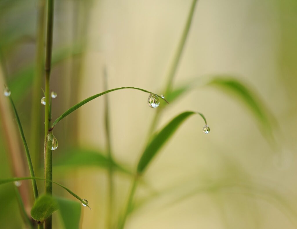 Das Foto zeigt Wassertropfen am Bambus
