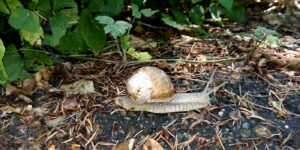 Das Foto zeigt eine Weinbergschnecke beim Kriechen
