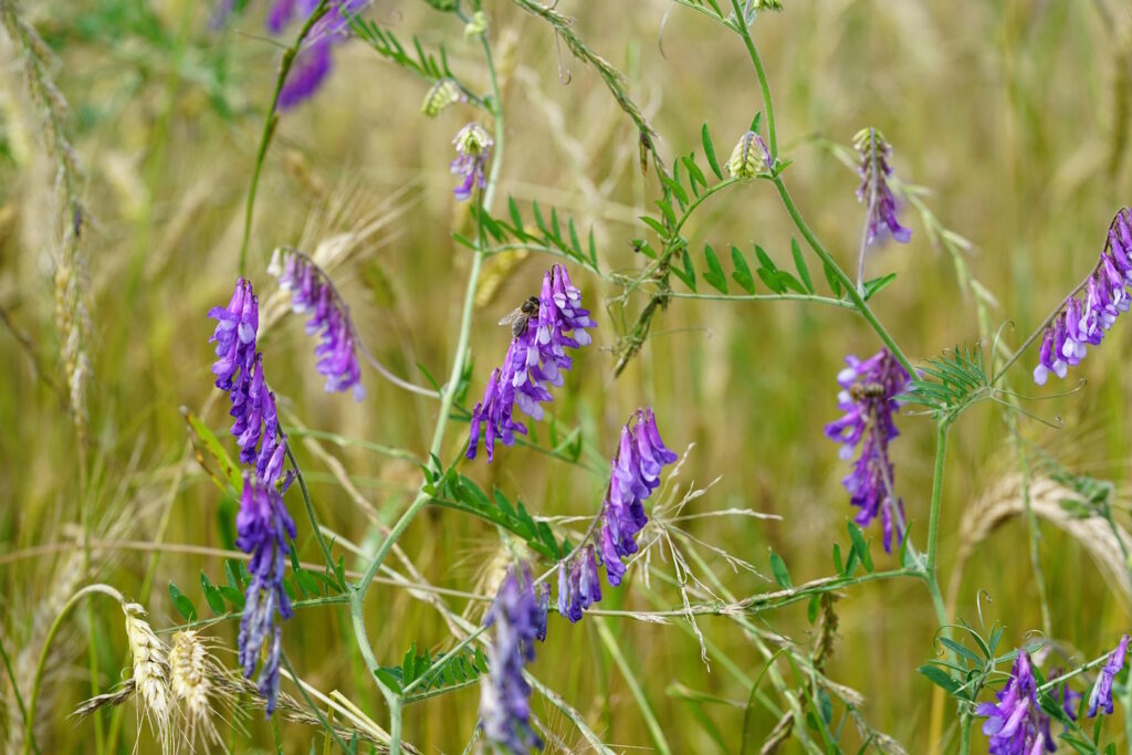 Das Foto zeigt eine Wicke im Feld