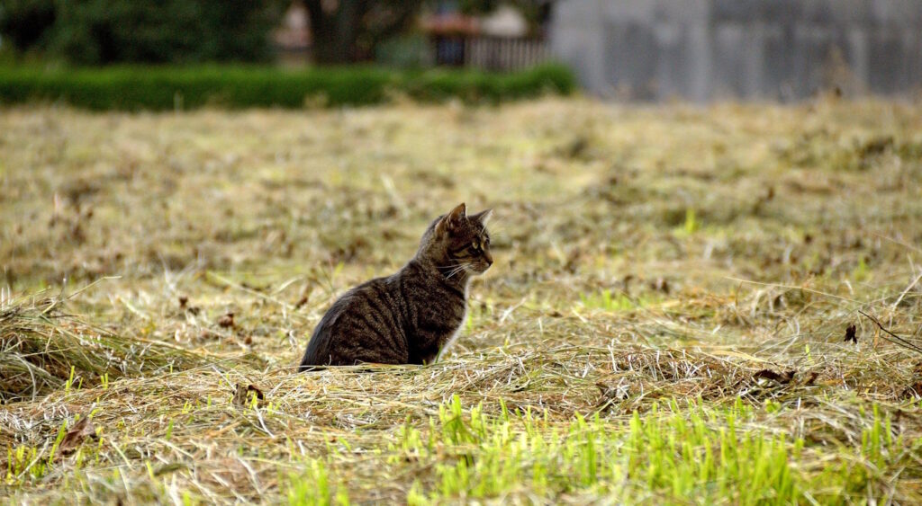 Das Foto zeigt eine Katze in einem abgemähten Feld