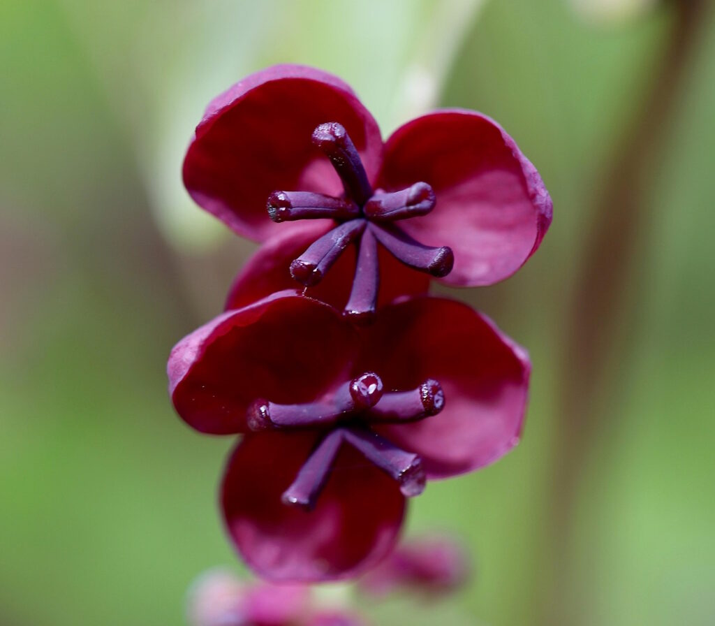 Das Foto zeigt die dunkelrote Blüte der Akebie
