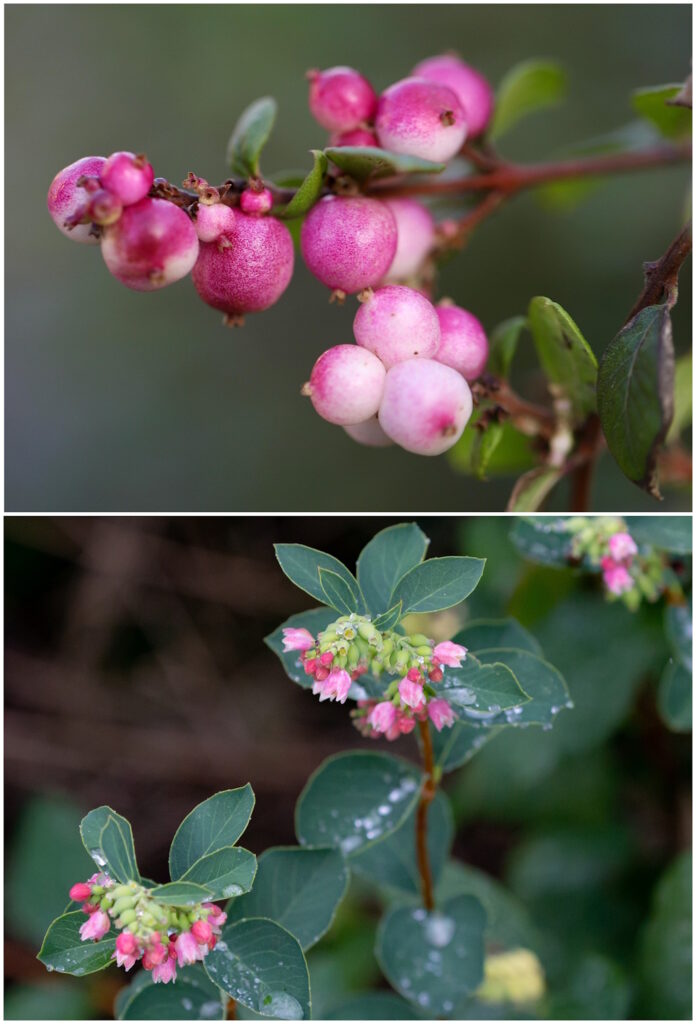 Das Foto zeigt die Früchte und die Blüten der Amethystbeeren