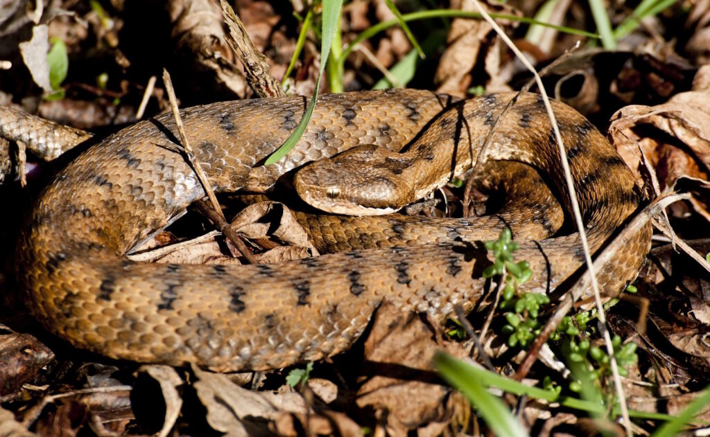 Das Foto zeigt eine Aspisviper