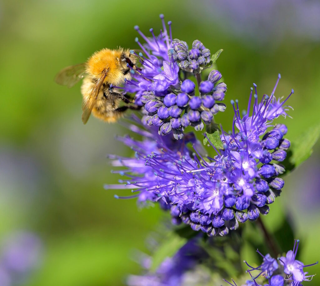 Das Foto zeigt eine blaue Bartblume auf der eine Hummel sitzt