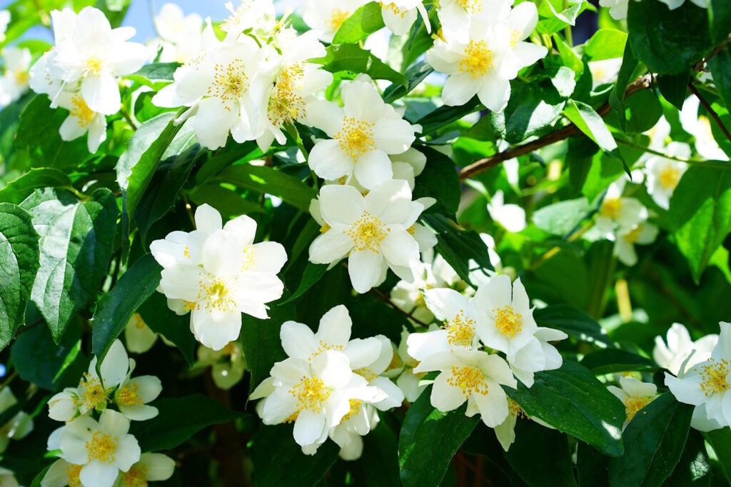 Das Foto zeigt die Blüten vom Duftjasmin