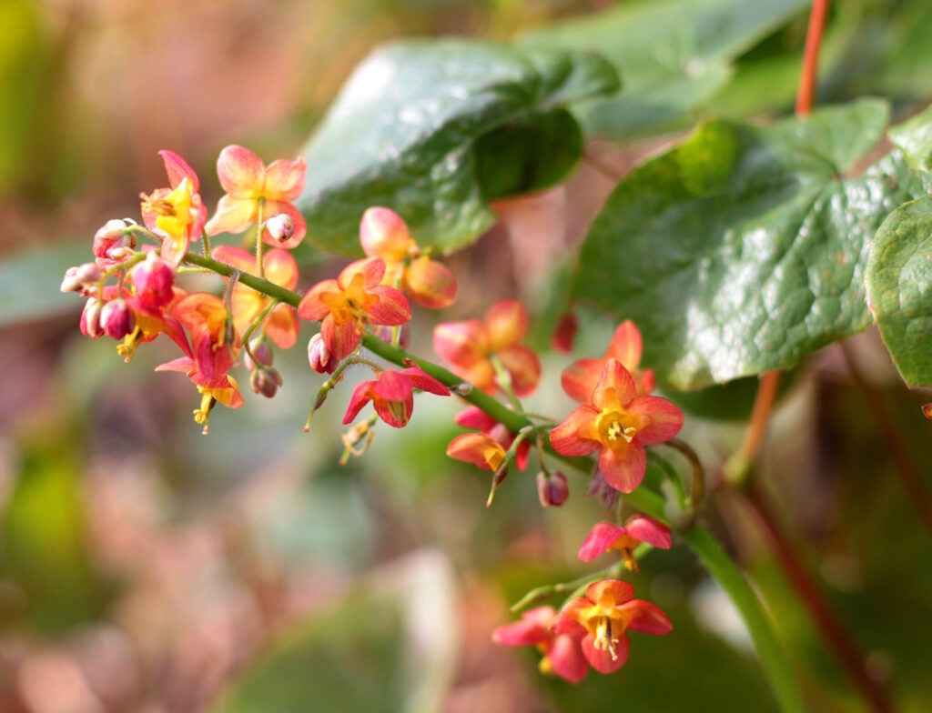 Das Foto zeigt die orange-roten Blüten einer Elfenblume
