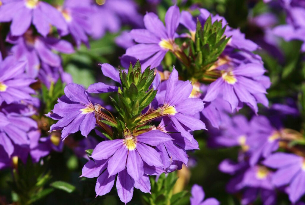 Das Foto zeigt eine blaue Fächerblume