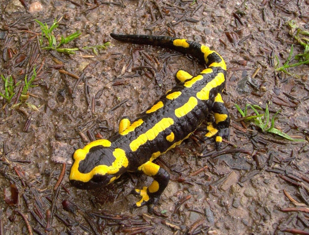 Das Foto zeigt einen Feuersalamander