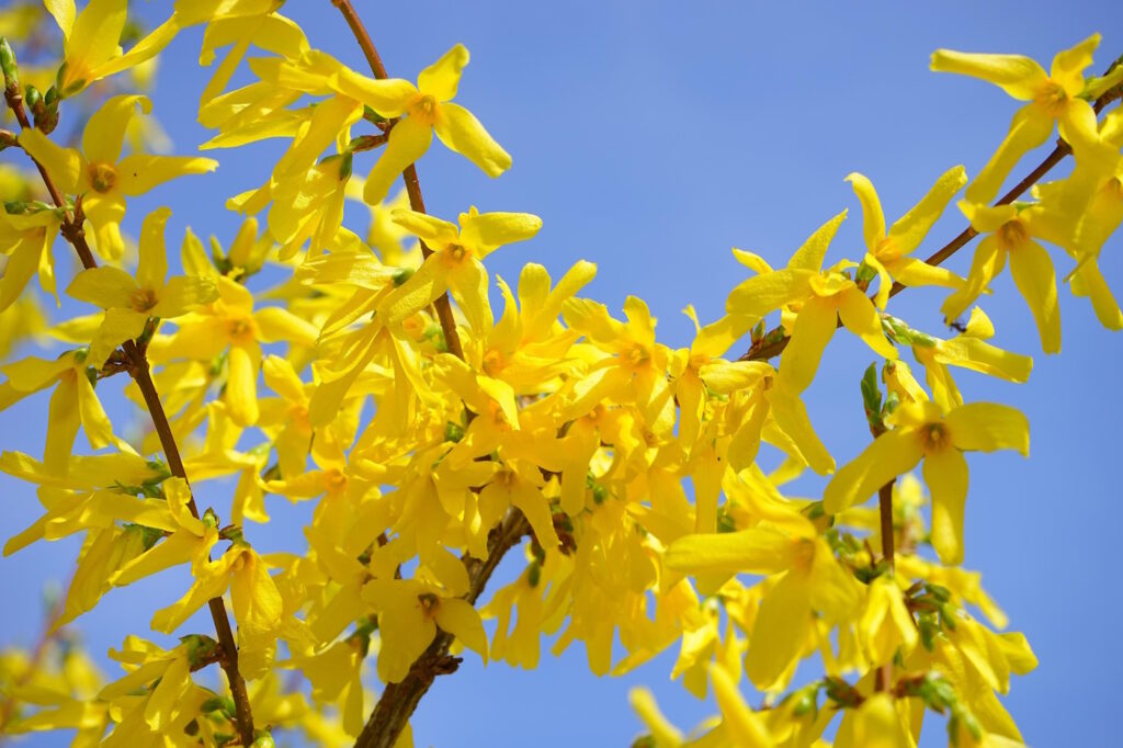 Das Foto zeigt die gelben Blüten der Forsythie