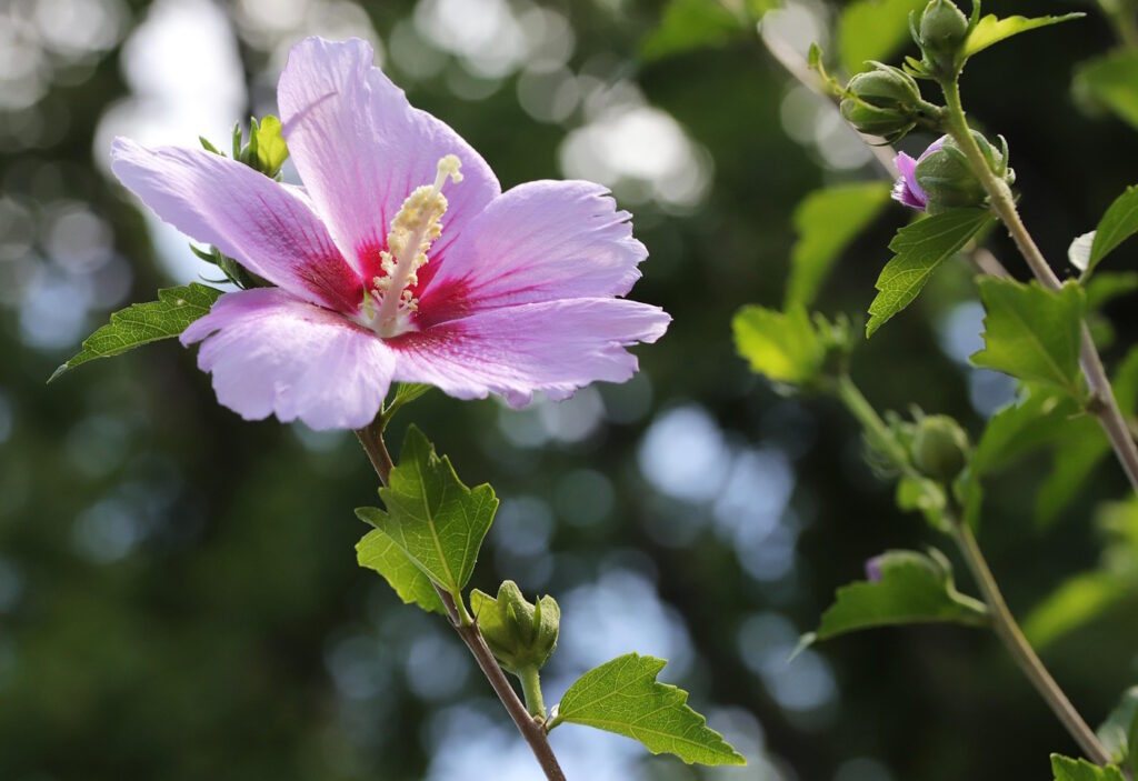Das Foto zeigt die rosafarbene Blüte vom Gartenhibiskus