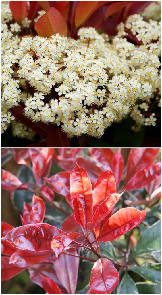 Das Foto zeigt die weißen Blüten und die roten Blätter der immergrünen Glanzmispel