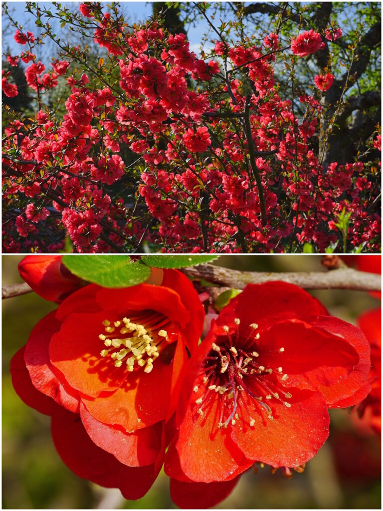 Das Foto zeigt den Strauch und die Blüte der Japanischen Zierquitte