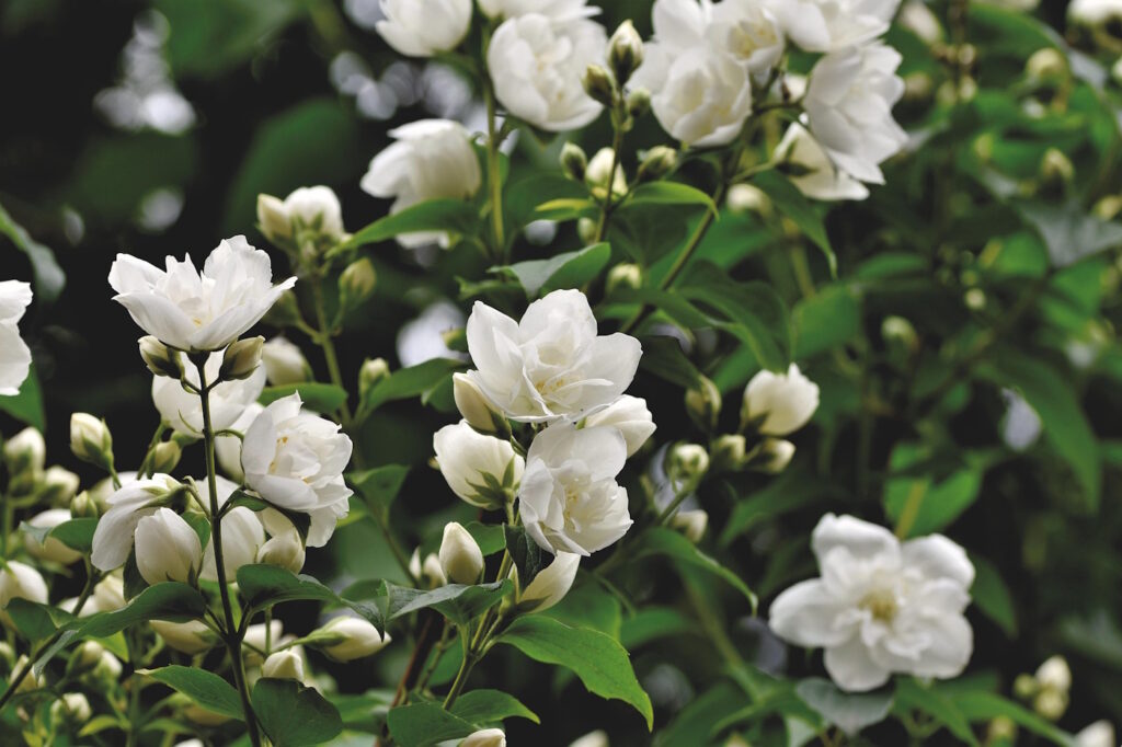 Das Foto zeigt einen Jasminstrauch mit weißen Blüten