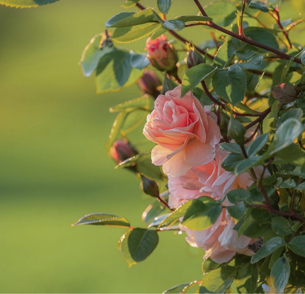 Das Foto zeigt eine rosafarbene Kletterrose