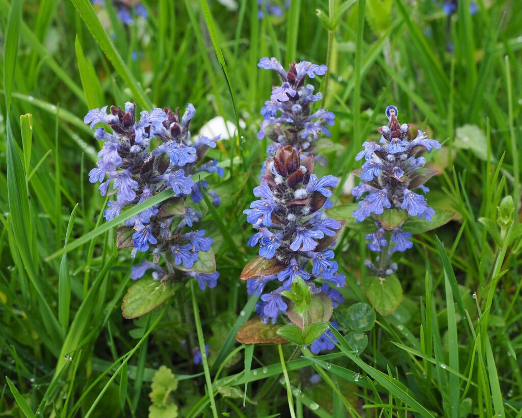 Das Foto zeigt den Kriechnden Günsel mit seinen blauen Blüten
