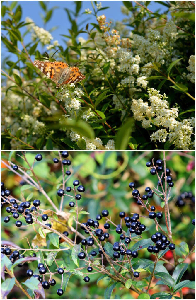 Das Foto zeigt die Blüten und Früchte vom Liguster