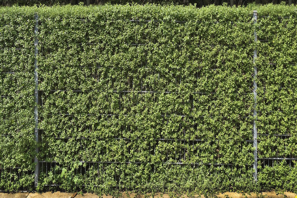 Das Foto zeigt eine Liguster Hecke