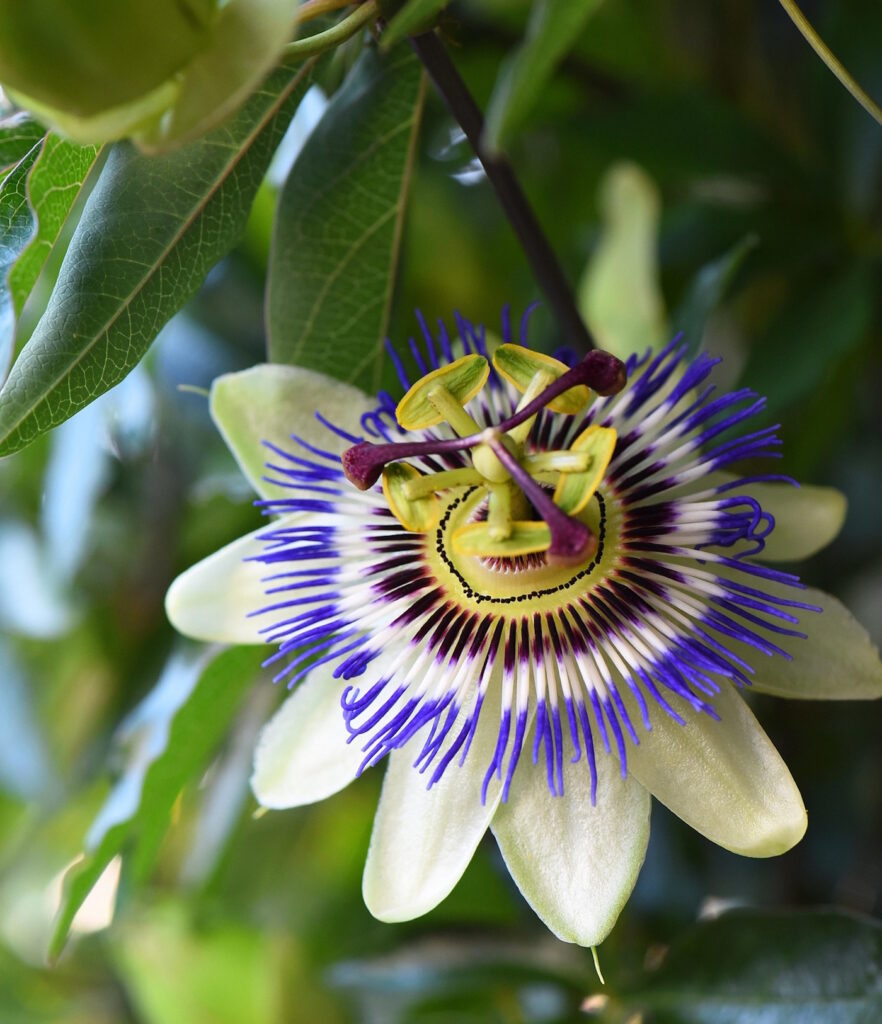 Das Foto zeigt eine blaue Passionsblume