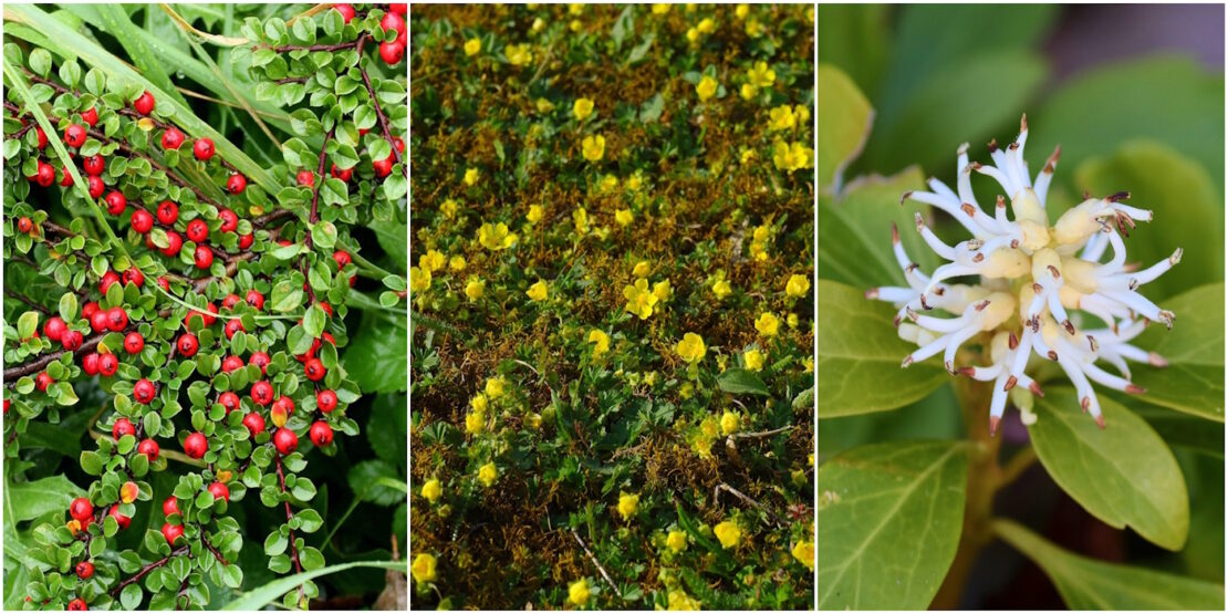 Das Foto zeigt die Kriechmispel, Teppich-Golderdbeeren und Ysander